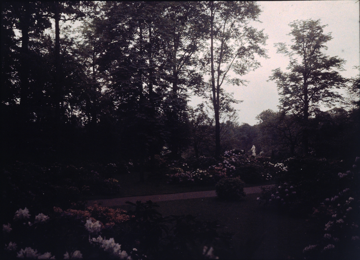 Lumières-autokrom. Stor trädgårdsodling av rododendron i Dresden. Fotograferad den 31 maj 1910 kl 9 00 med f/12, 5 sek. exponering.