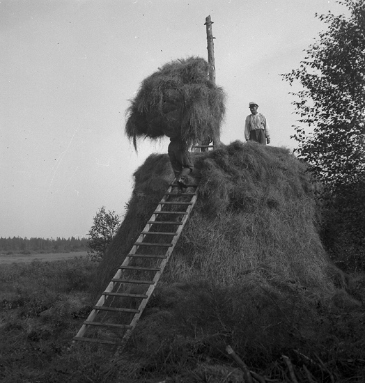 Några män håller på att bygga upp en stor höstack. Slåtter och bärgning ...