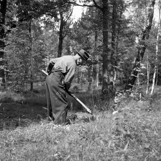 Lövängsslåtter i Råshult 2/8 1958.