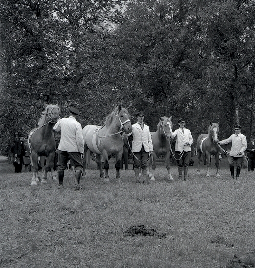 Hästar, 1942. Pristagarna vid lantbruksutställningen.Några män i ljusa jackor och skärmmössor m.m., håller i några (arbets-)hästar. De poserar på en gräsmatta.