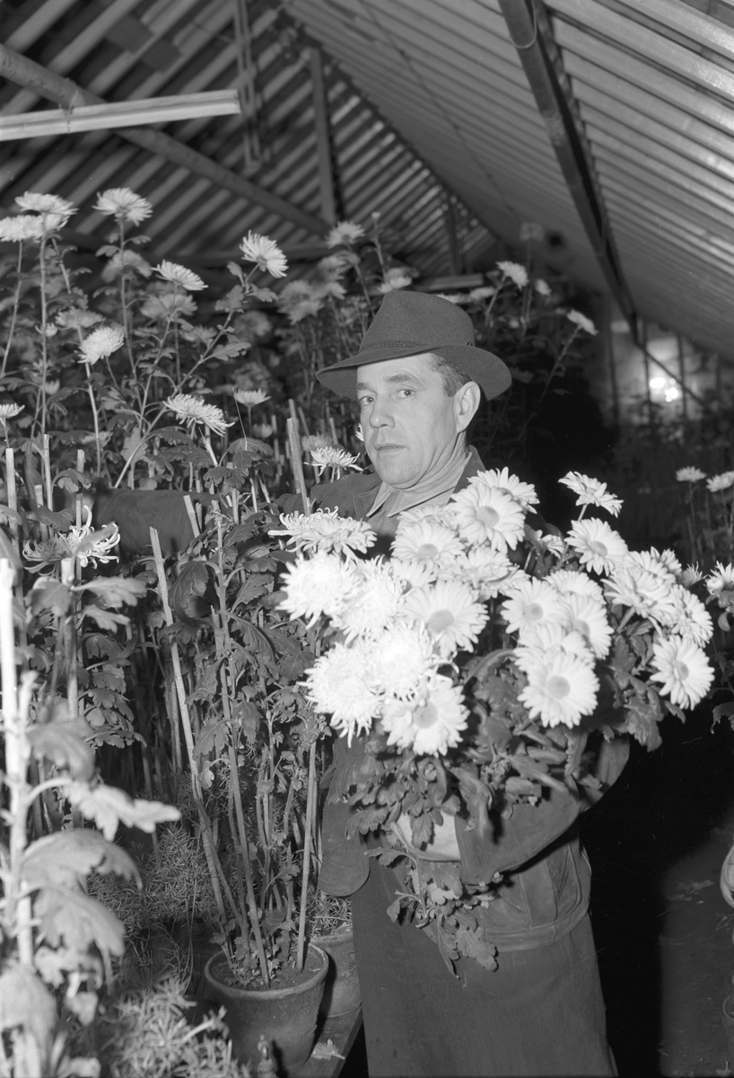 Uppsvenska plant- och trädgårdsskola. December 1948. Reportage för Arbetarbladet.