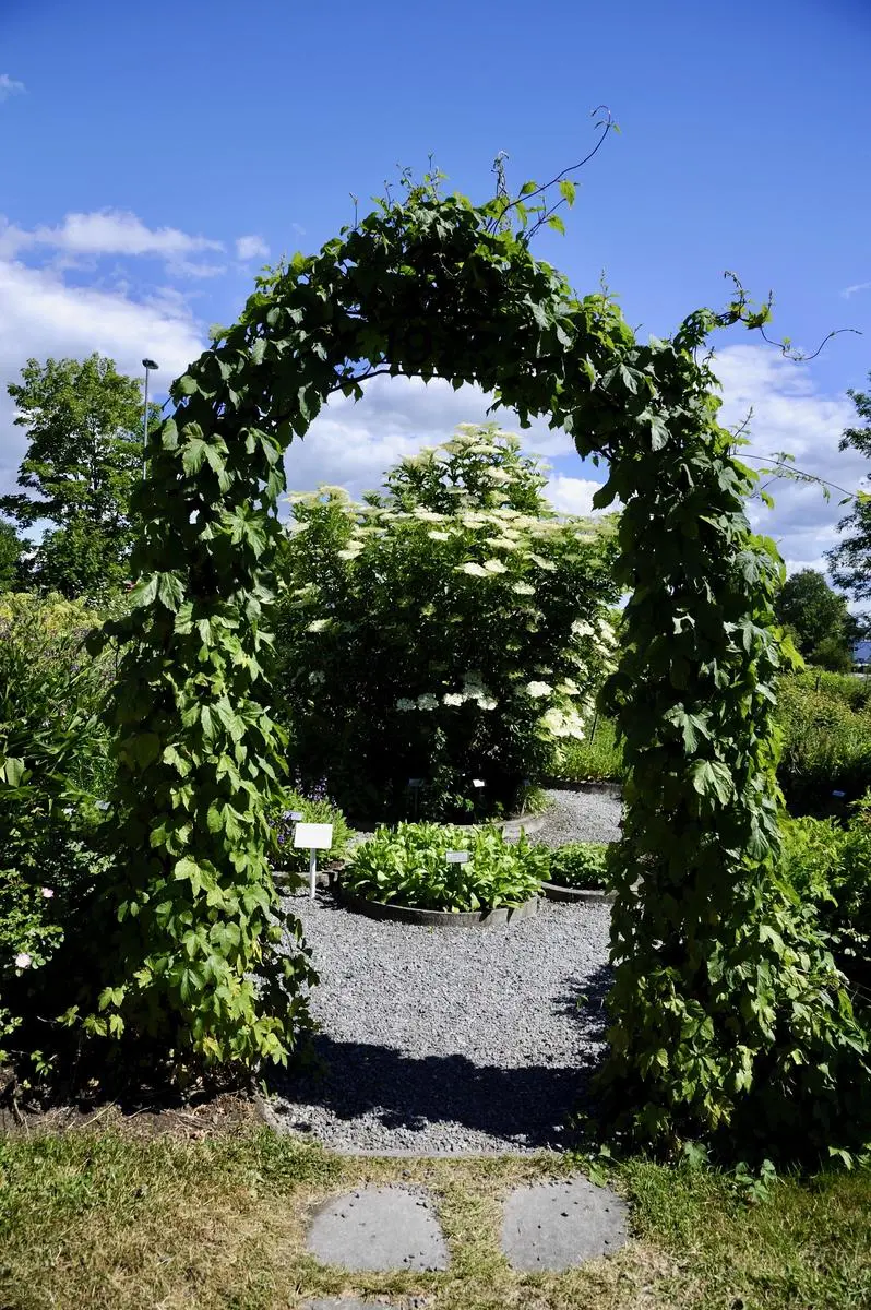 An arch of hop is the entrance to the herb garden.