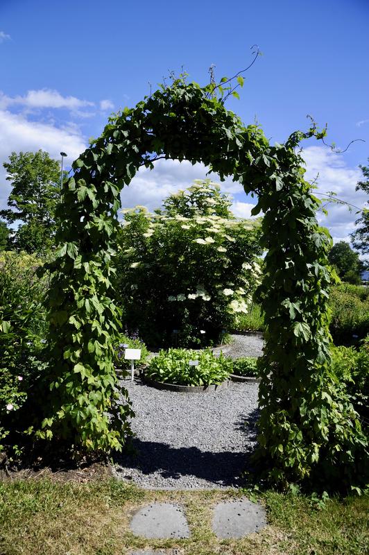 An arch of hop is the entrance to the herb garden.
