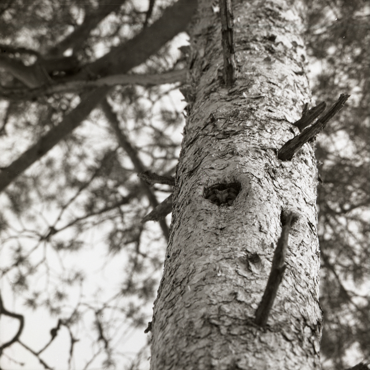 Från ett grodperspektiv fångas ett träd med avbrutna grenar. Himlen ovanför täcks av trädets barriga grenverk. På trädets mitt kikar en pärluggla fram från sin gömma, ett hålrum mitt på trädet har blivit ett perfekt hem åt fågeln.