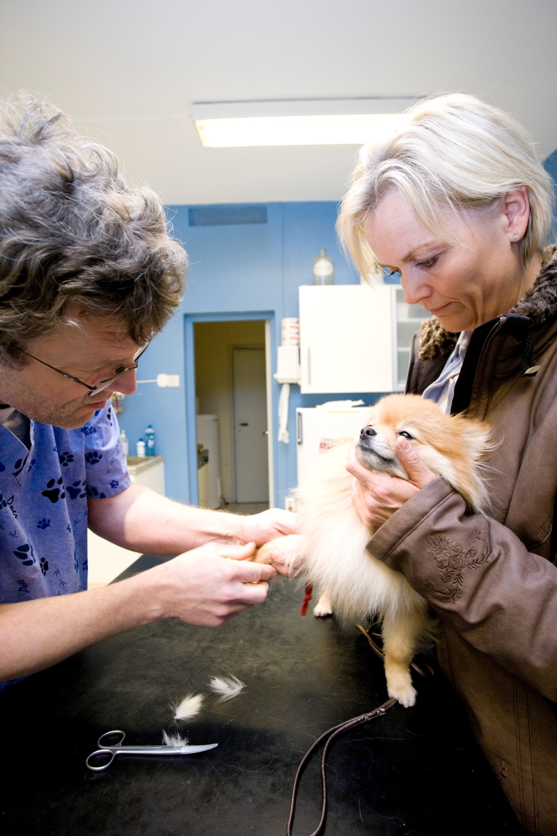 Hund hos veterinær. Hundeeieren holder hunden av rasen pomeranian mens veterinær gir den en injeksjon i poten.