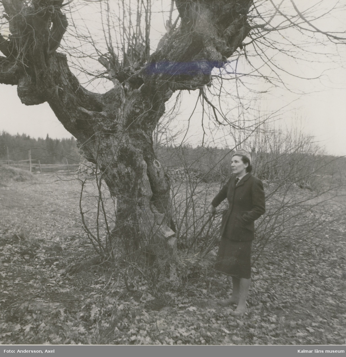 Okänd kvinna vid ett träd i Lindshult.