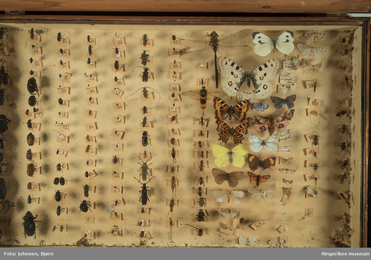 Stor insektsamling montert i et trekasse med glasslokk. 150 forskjellige norske insekter.
Samlingen er brukt  i naturfagundervisningen ved Hønefoss skole