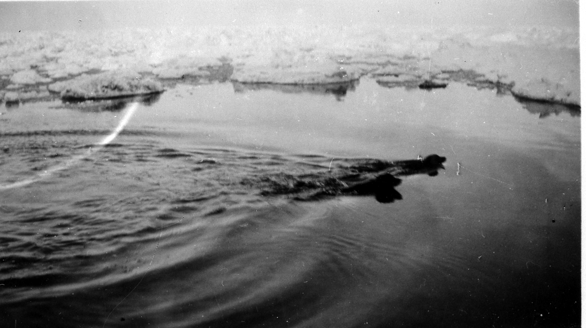 Skipshundene på "Helgehorn" får seg et bad 1927