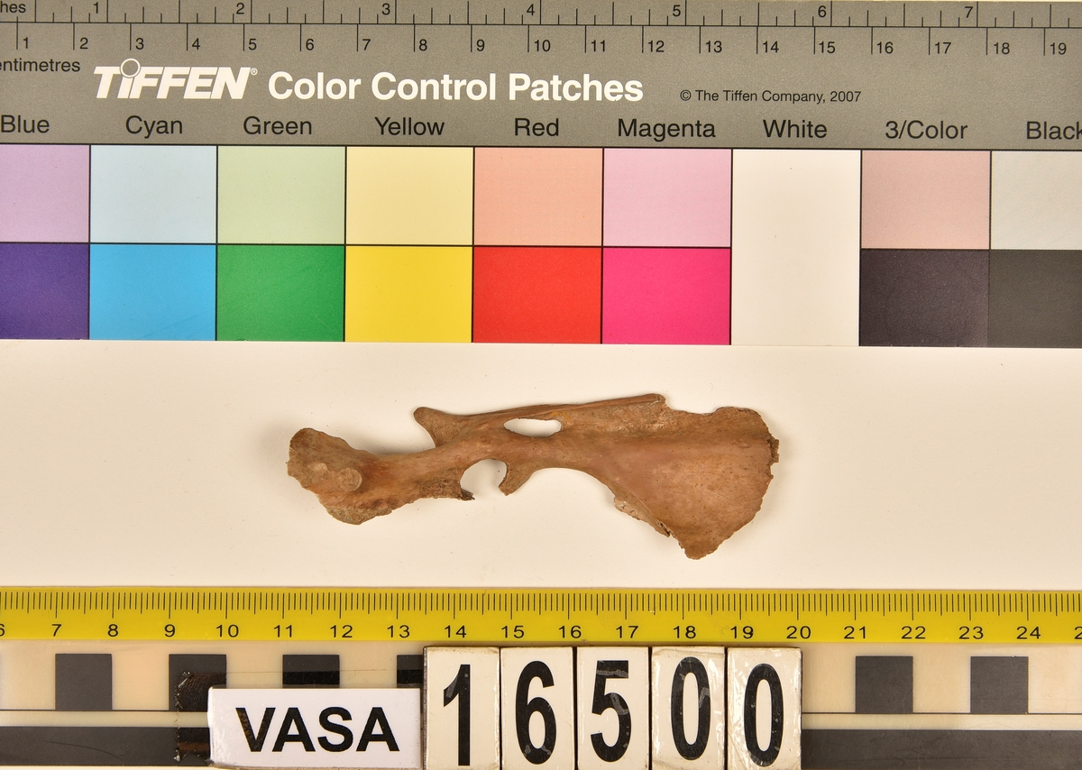 Ben från tamhöns (Gallus gallus).
1 st. vänster höftben/del av bäckenben (os coxae sin/pelvis).
Avbrutna kanter, snittmärke vid acetabulum. Gulbrun färg.
