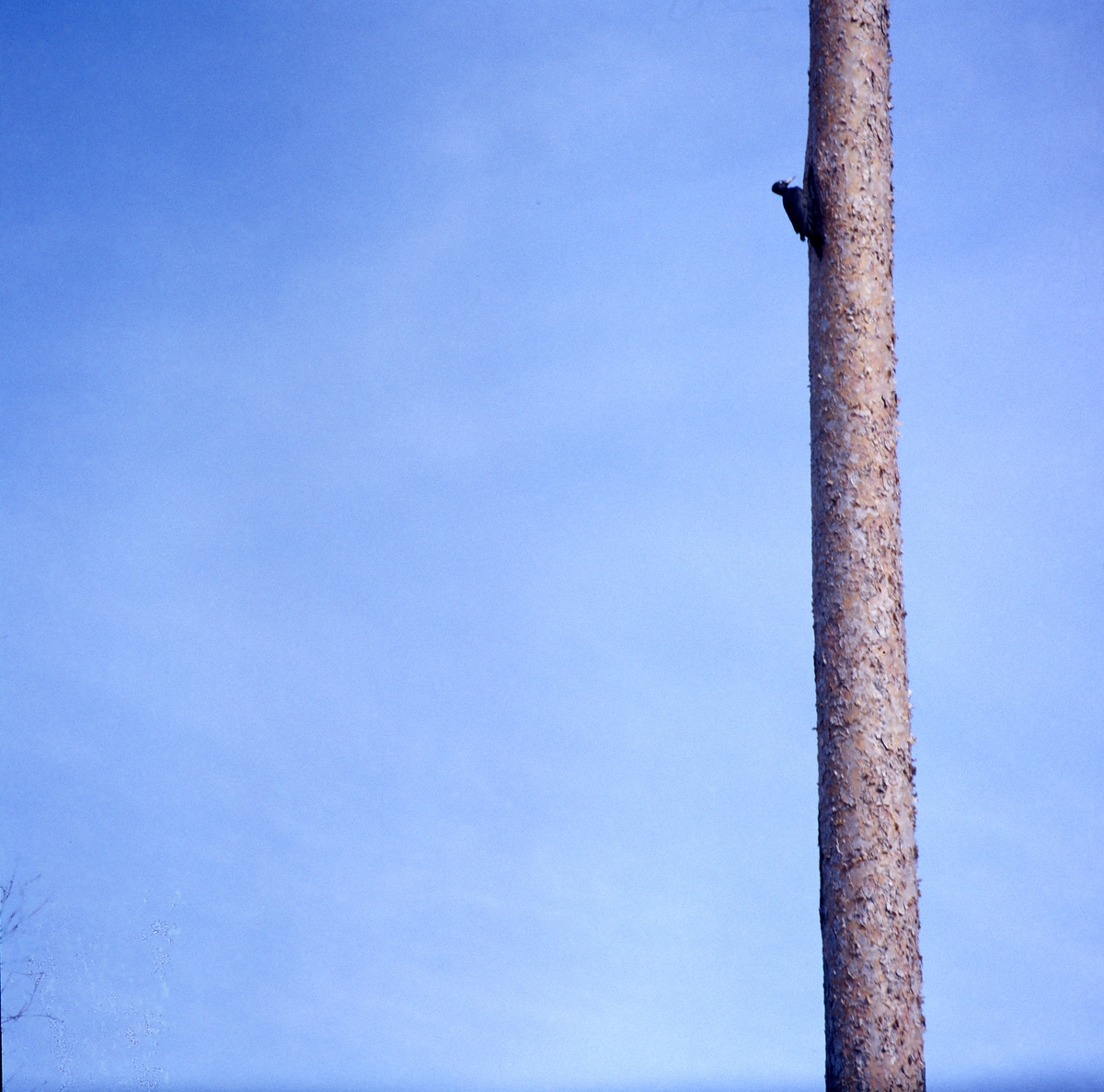 En spillkråka sitter högt uppe på en tallstam.