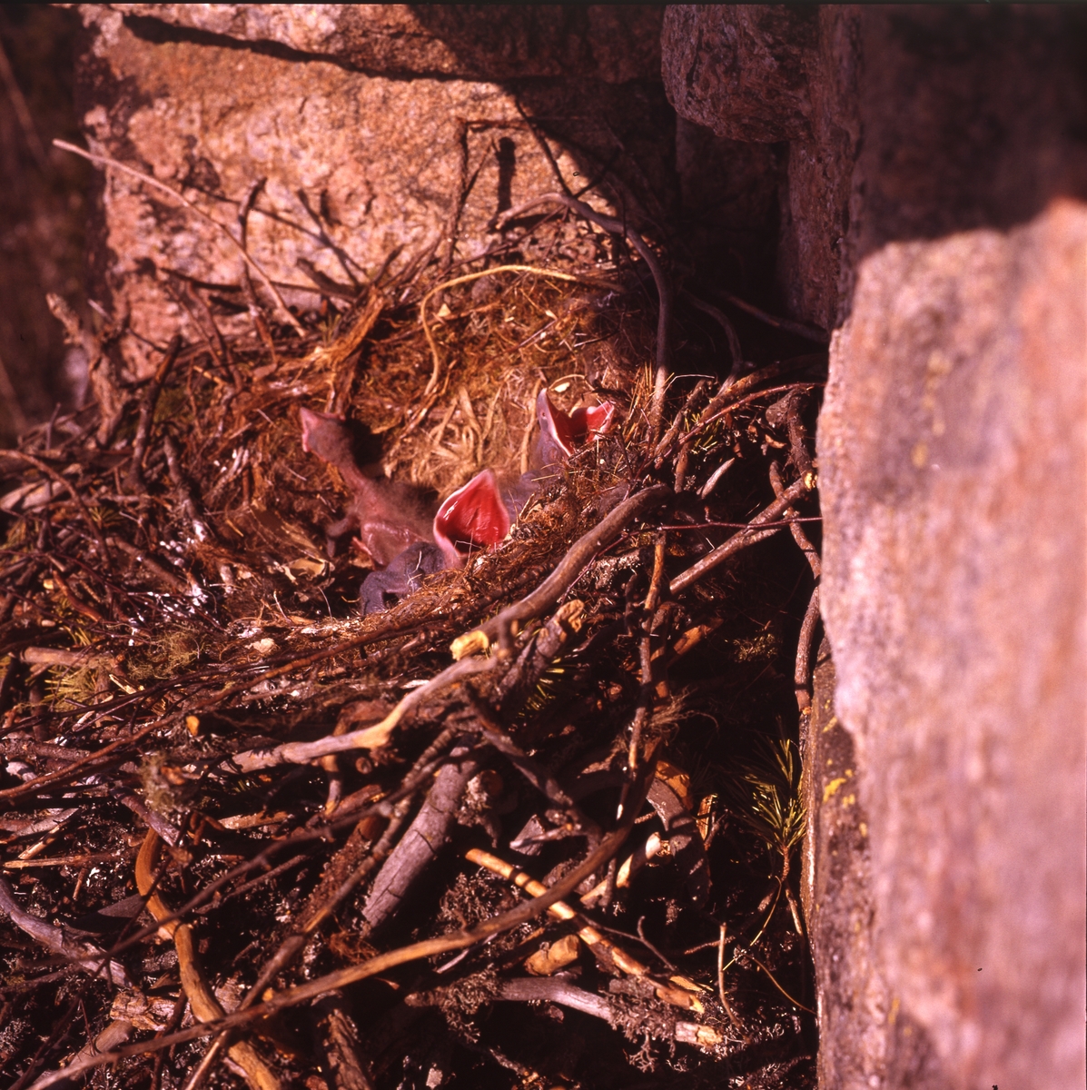 Fågelungar i ett bo av kvistar intill en stenvägg.