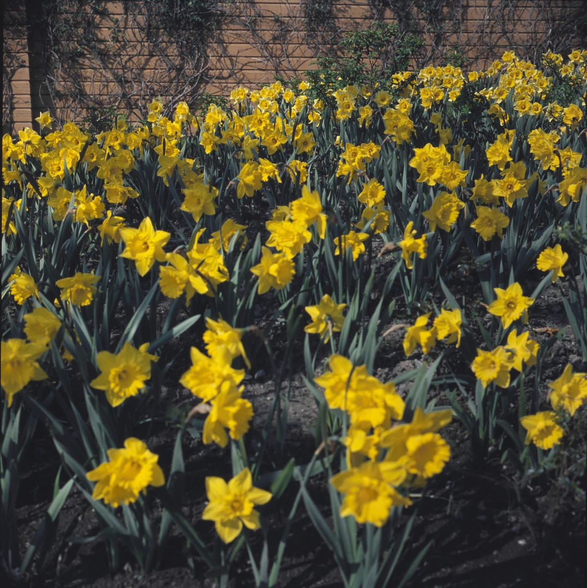 Blommande påskliljor i Rosenträdgårdens rabatt.