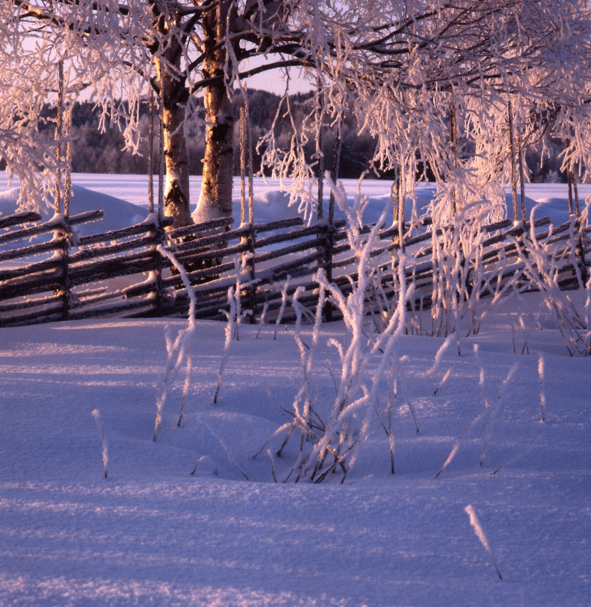 Högvintersol lyser på frostiga träd och snöig mark.