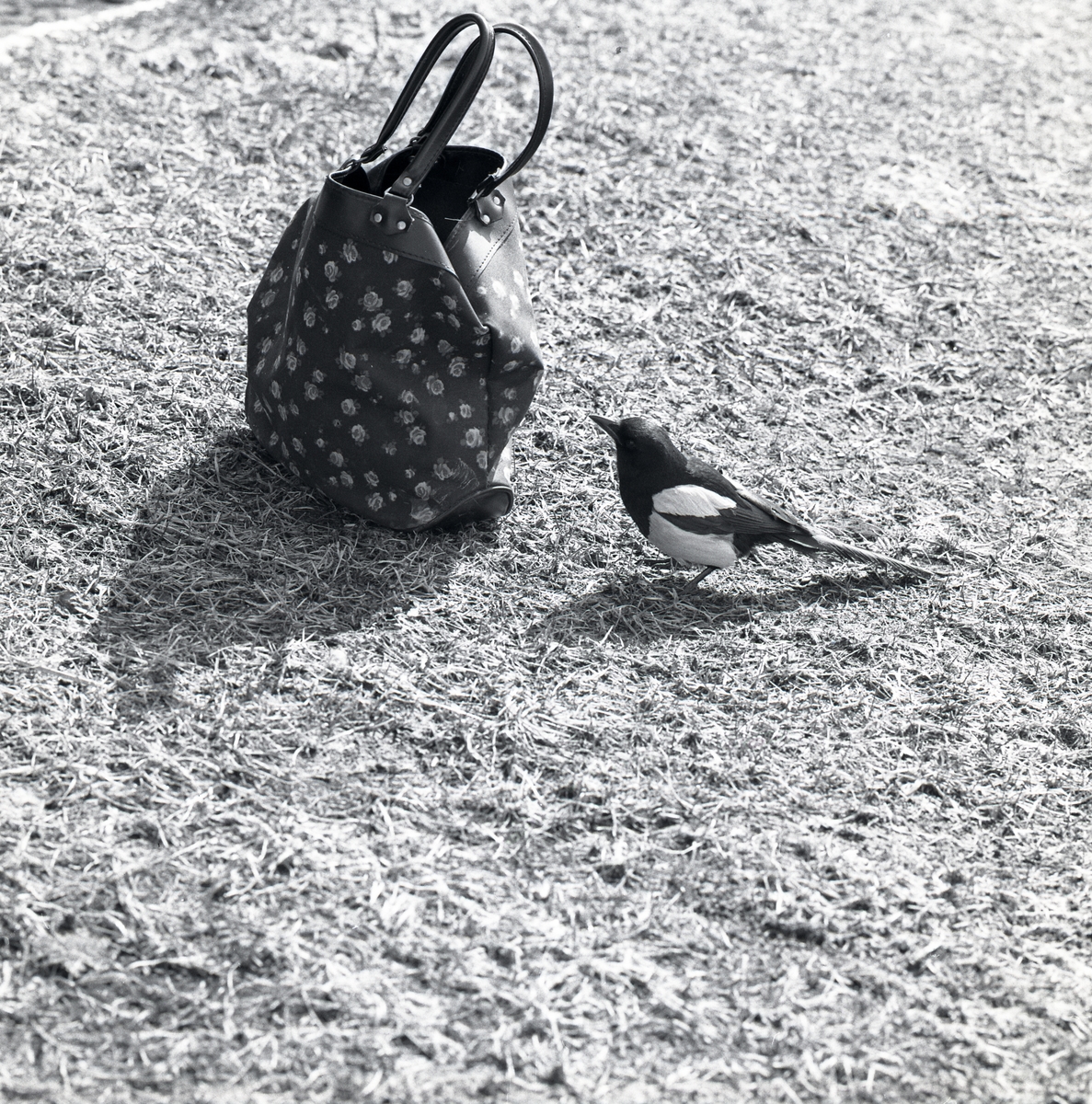 En tam skata sitter på marken vid en väska, våren 1975.