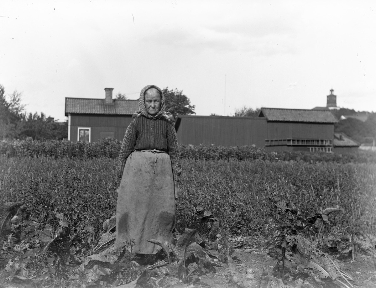 "Kvinna i pepparrotslandet". I bakgrunden stadsägan 214, Torggatan 35, Enköping, sett från sydväst.