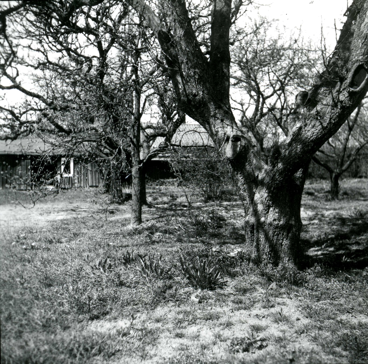 Frukträd till gamla barnhemmet i kvarter Laxöringen.