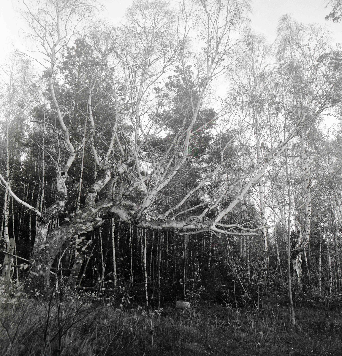 Skog med björkar i Västra Eknö.
