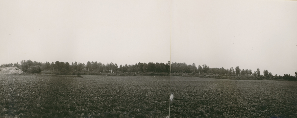 Gravfältet i Skjutshagen sett från vänster.