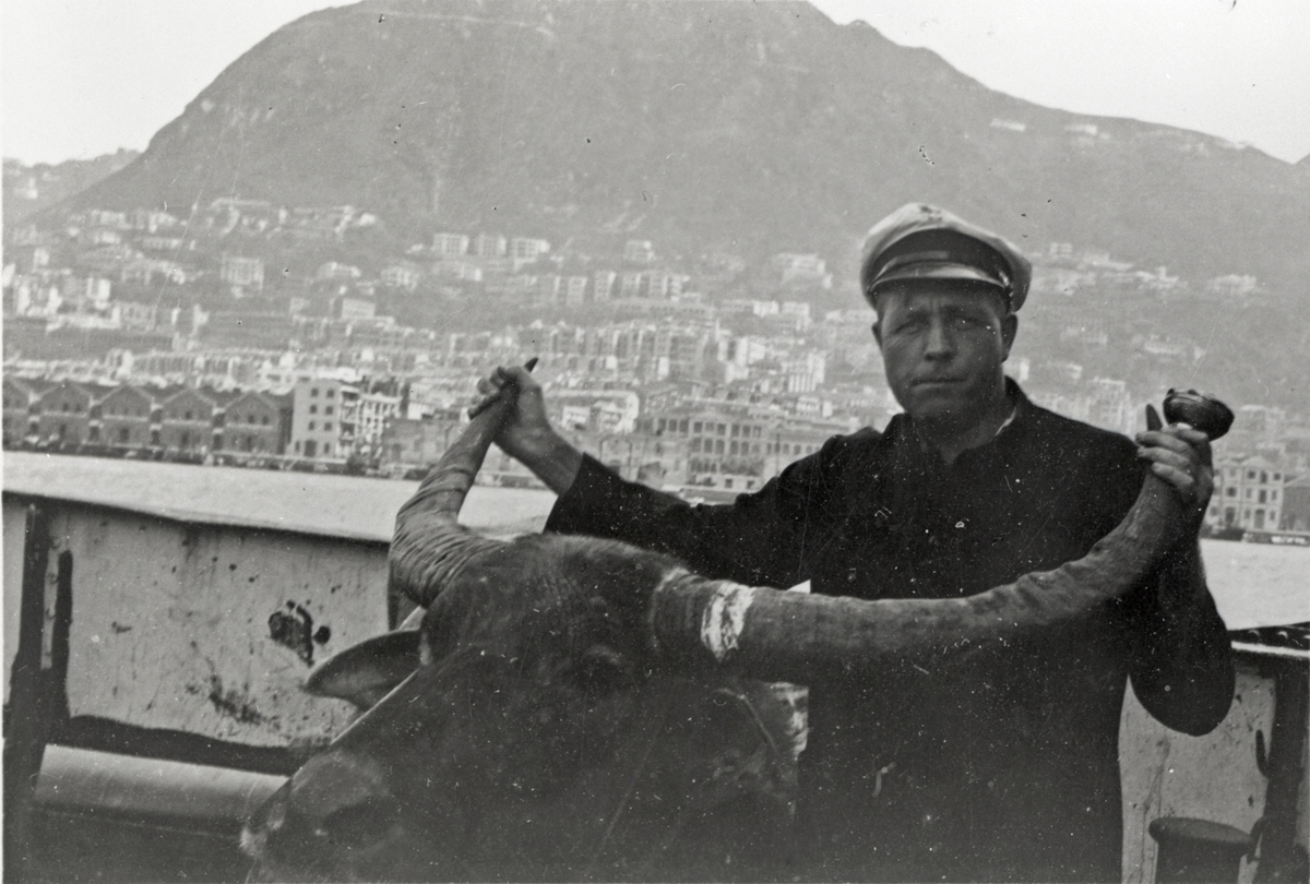 Førstemaskinist Alviniussen med bøffel ombord i D/S 'Hermod' (b.1925) i Hong Kong