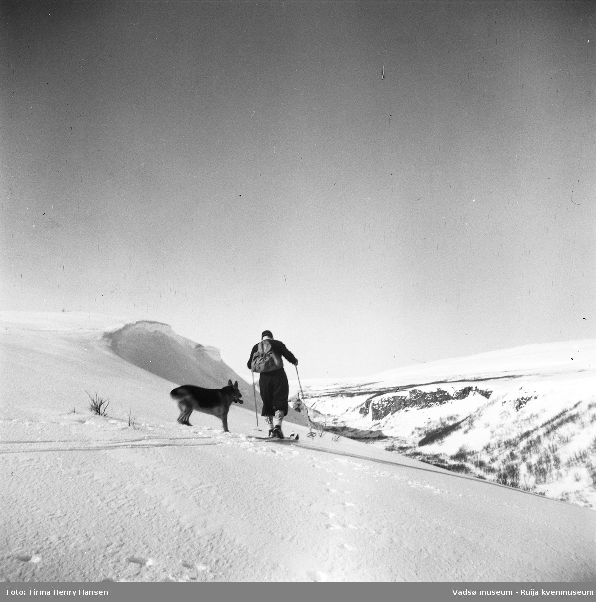 Skiløper og hund i Tomaselvdalen, vest for Vadsø by, sett mot syd.