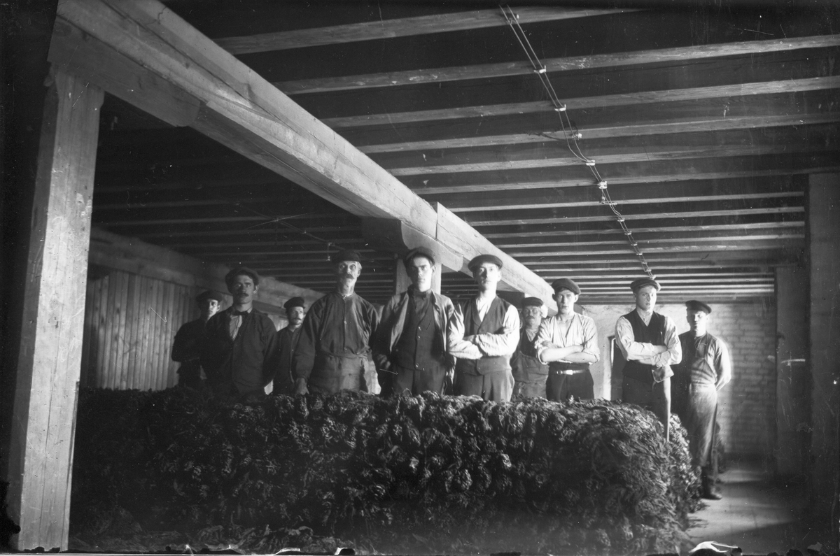Gruppbild, tio män i en lagerlokal. Möjligen står de vid en tobaksbal. Personerna okända.