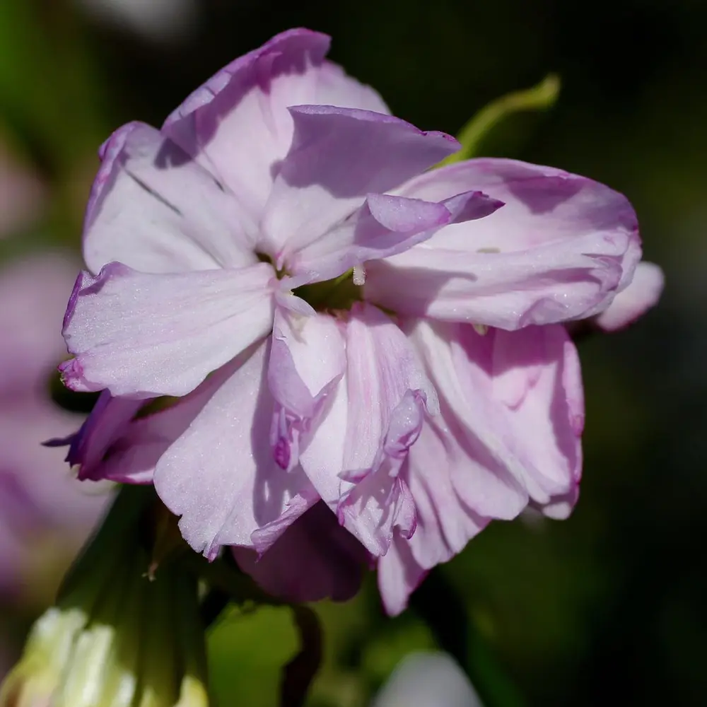 Nærbilde av rosa-lilla såpeurtblomst som har begynt å visne.