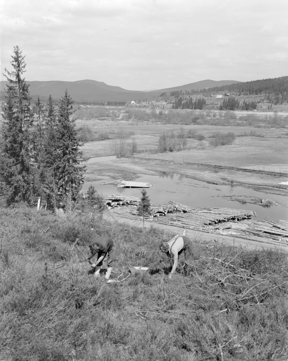 Norsk landbruks jubileumsutstilling 1959.  Tømmerfløting, barking og felling av trær.