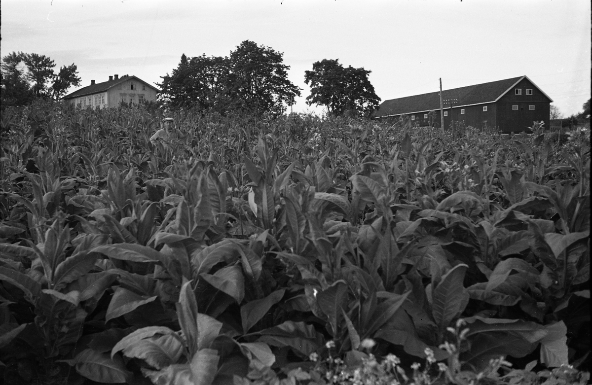 Tobakksdyrking på gården Kraby østre i Østre Toten, juli/august 1944. Personen er Kåre Nøkleby. Fire bilder.