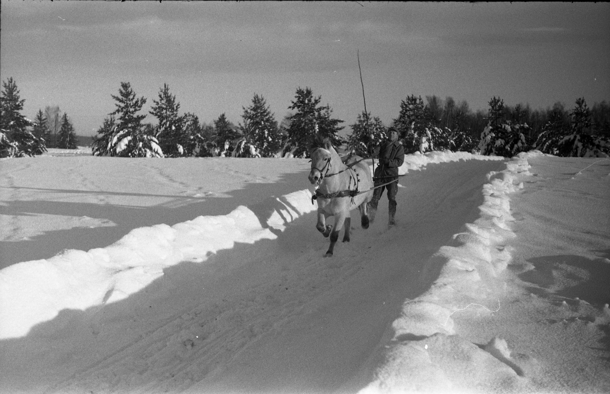 Snørekjøring på ski med hest ved Hærens Hesteskole på Starum senhøstes 1950. Serie på 9 bilder.