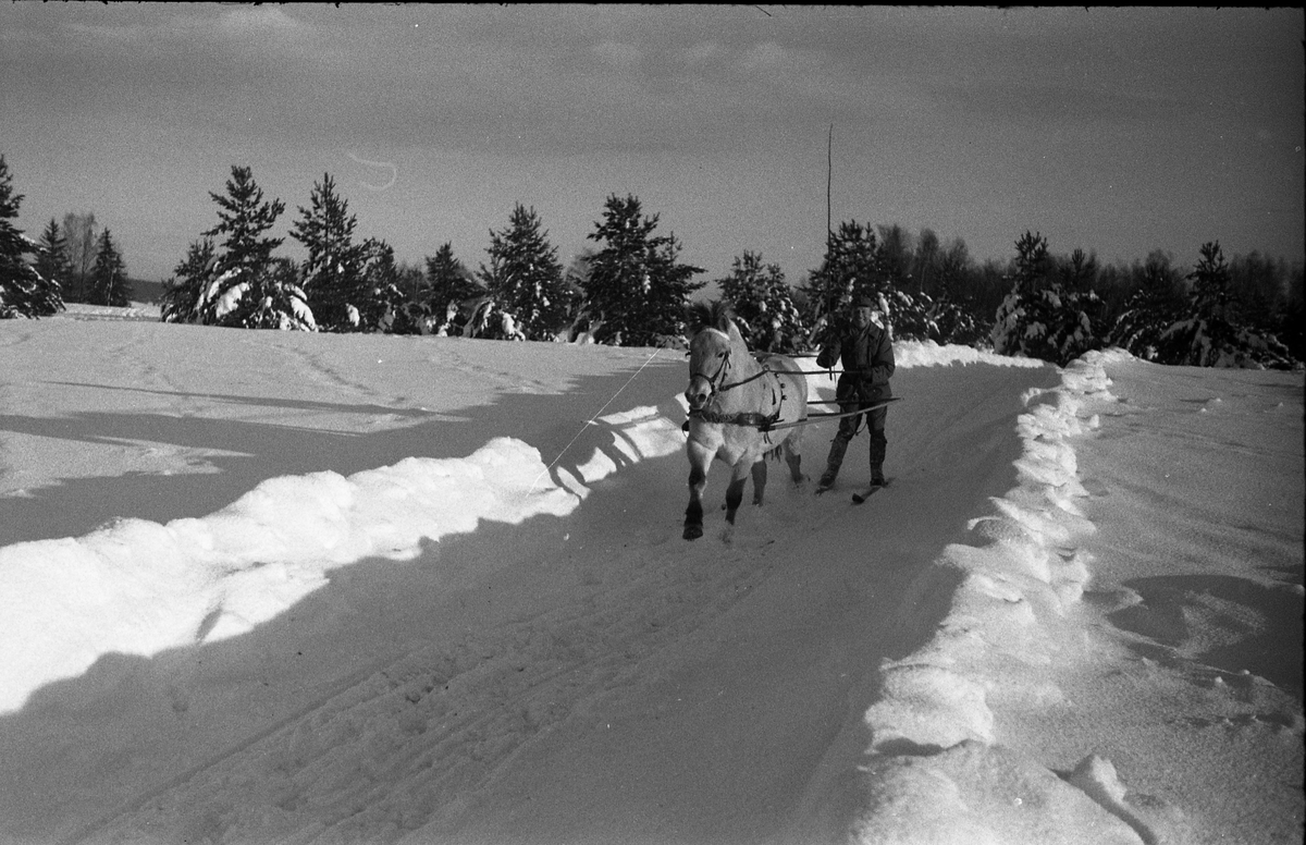 Snørekjøring på ski med hest ved Hærens Hesteskole på Starum senhøstes 1950. Serie på 9 bilder.