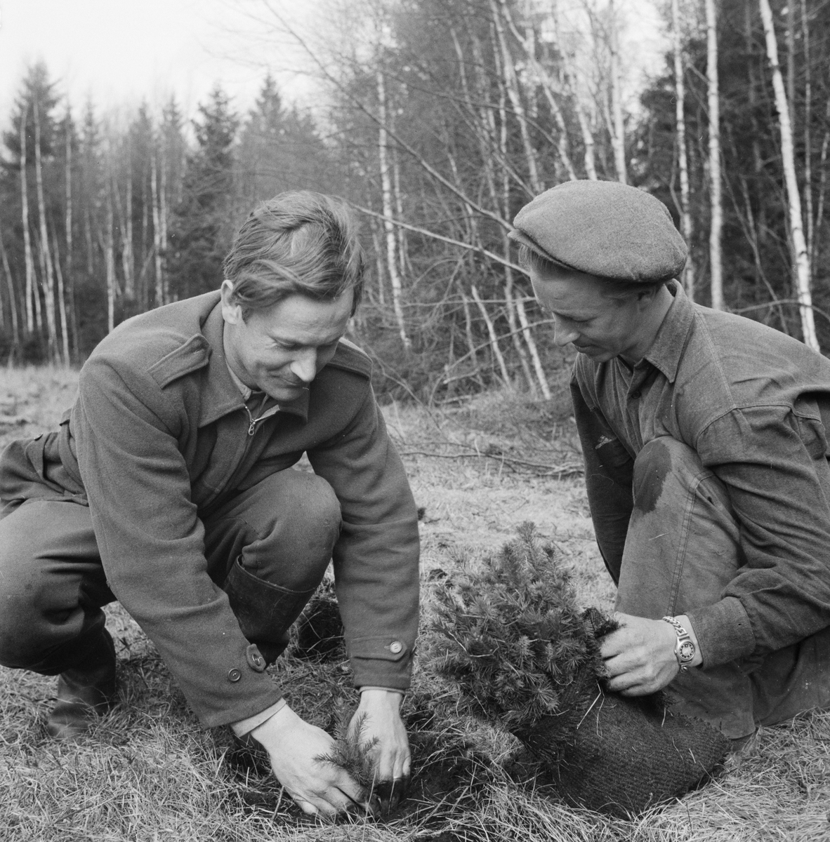 Skogsplantering, Uppland 1949