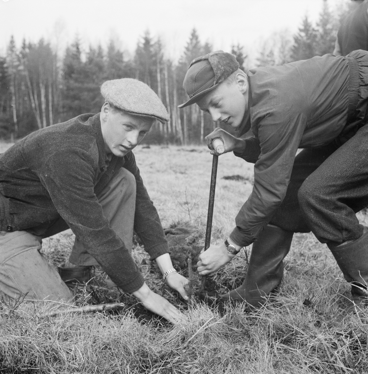 Skogsplantering, Uppland 1949