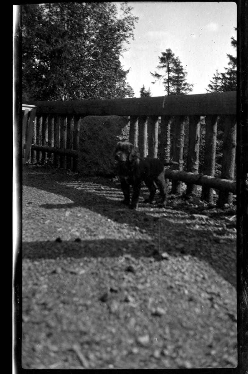 Hunden Rollo ved gjerde rundt terrassen på Villa Knyggen i Voksenlia, Oslo. Fotografert ca. 1920.