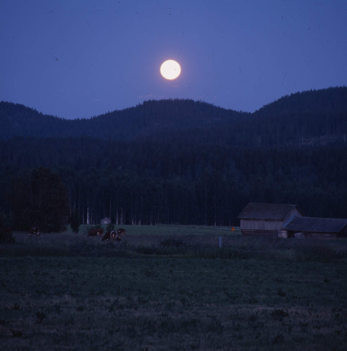Fullmåne över Mobergens kullar 5 juli 2001.