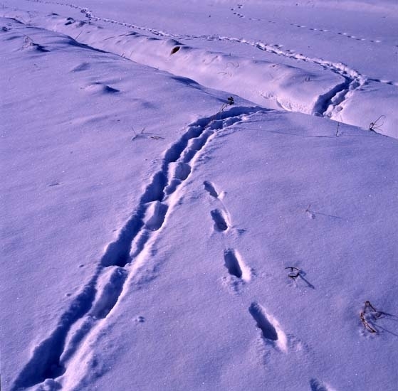 Spår av räv och grävling i snön, 1 mars 1993.
