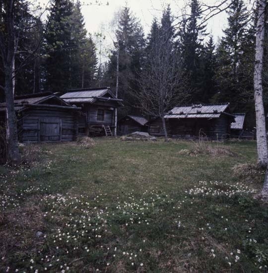 Några grånade timmerbyggnader i vitsippsbacken vid hembygdsbyn i Rengsjö, 23 maj 1982.