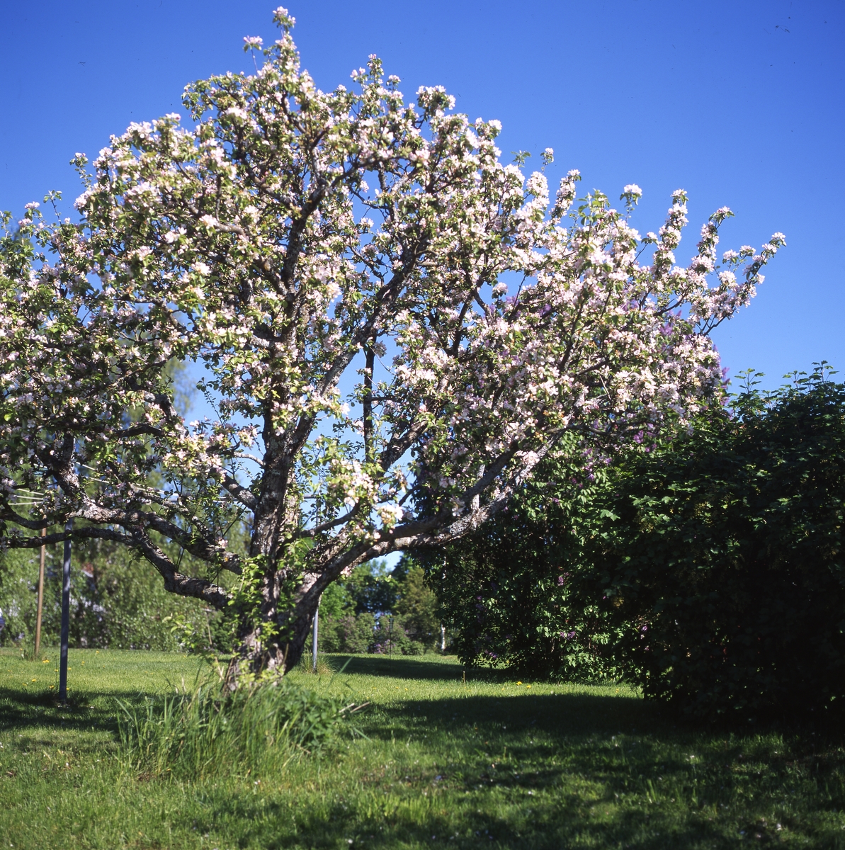 Blommande äppelträd, Mors Dag 28 maj 2000.