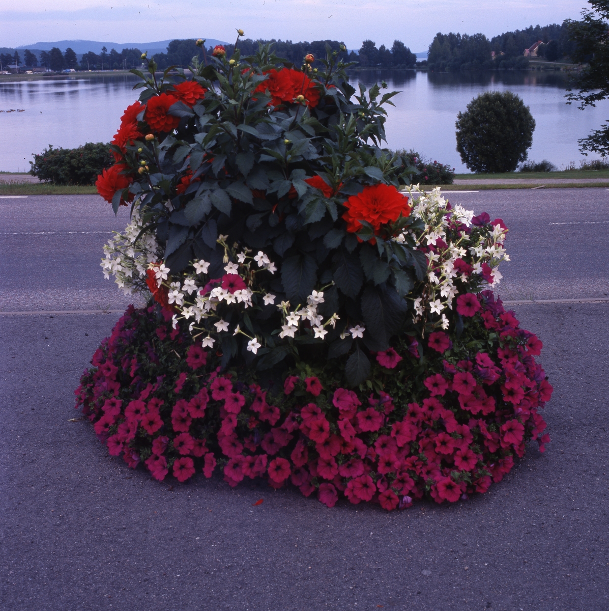 Praktfull blomsterurna med sjö i bakgrunden, Bollnäs 25/8 2001.
