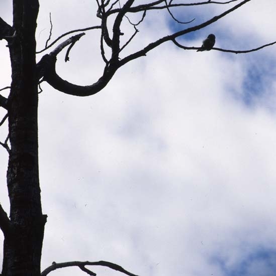 Ensam torrake med en uggla sittande på en gren, Hälsenskogarna 13 juni 1990.