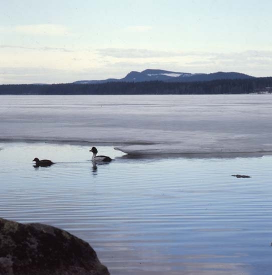 Kniporna i Doddviken 1979.