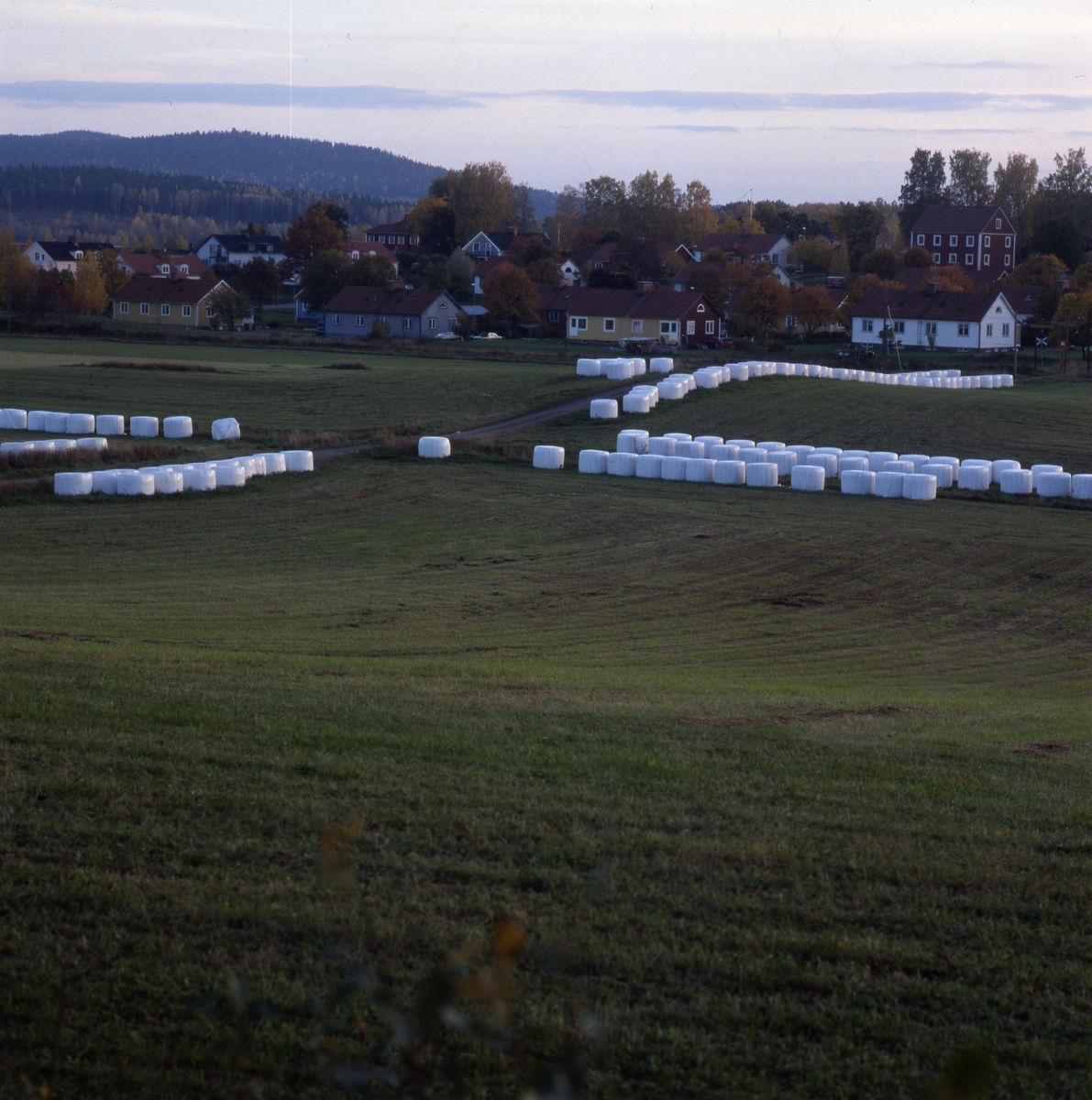 Odlingslandskap i höstfärger med långa rader av ensilagebalar i vit plast, "bonnägg", från sträckan Vansätter (Vansäter) - Bodarne 9 oktober 2001.