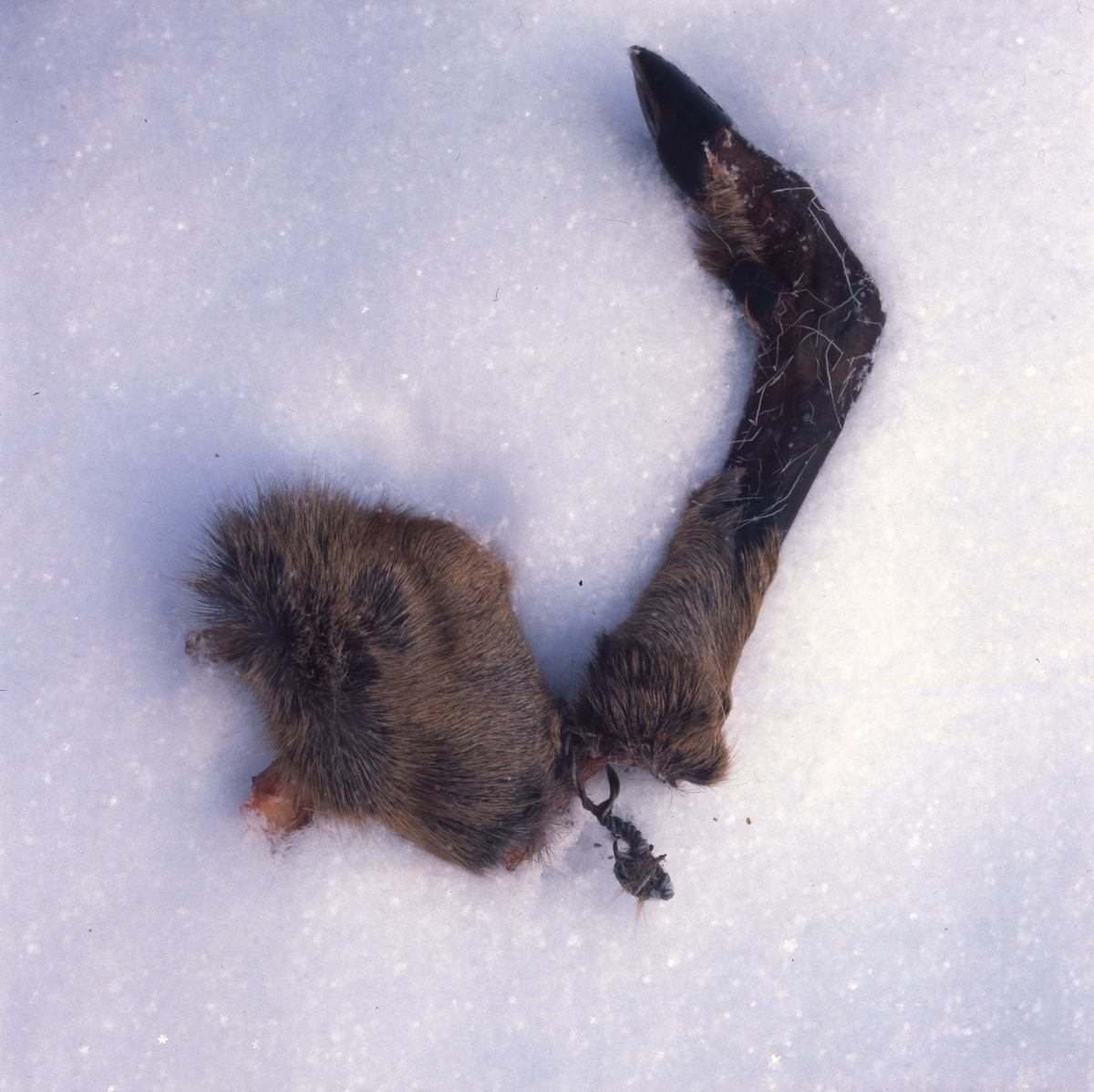 På snön ligger en del av ett rådjursben som fastnat i taggtråd och trasats sönder, januari 1981.