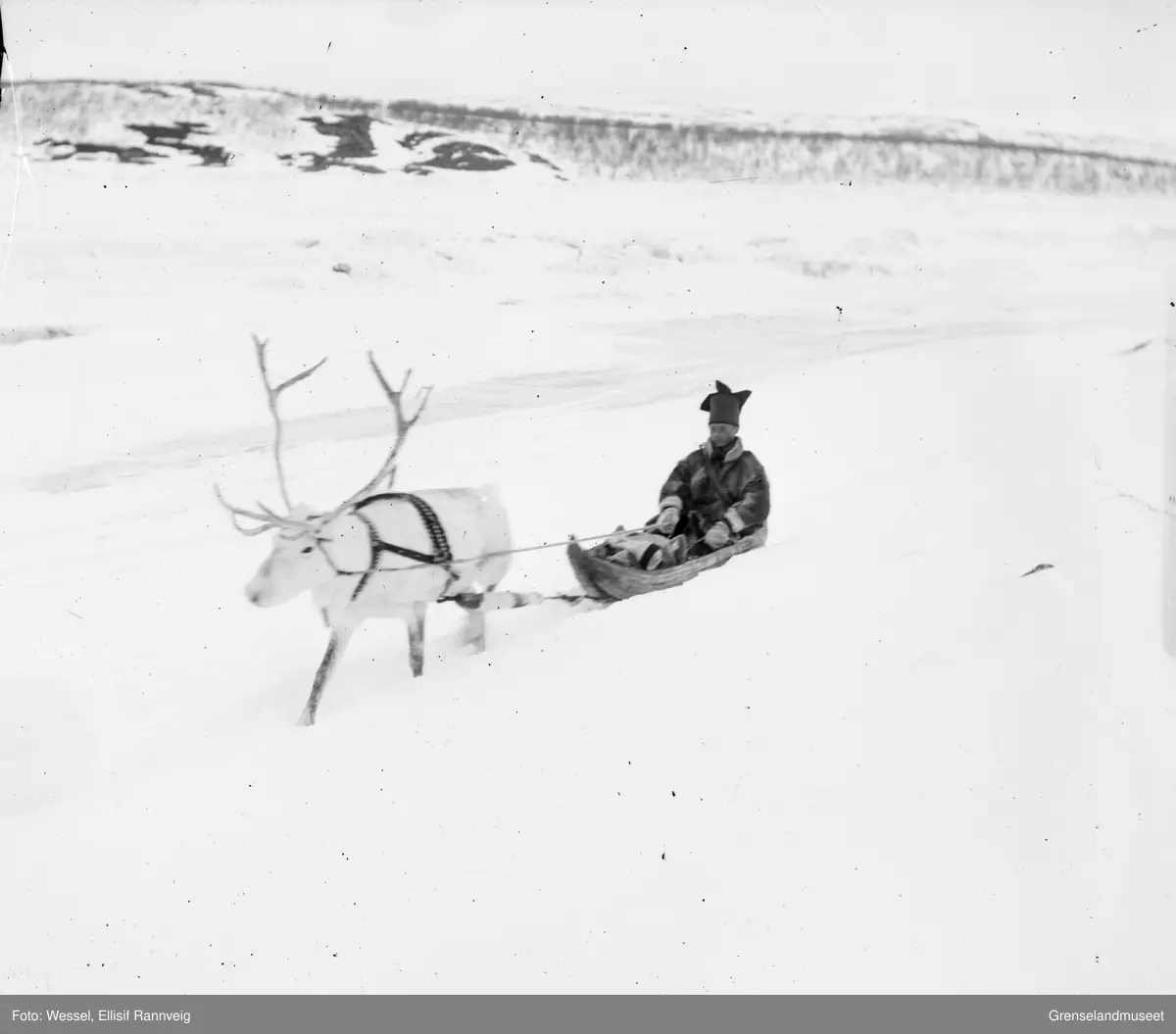 Ole Johnsen Must ute og kjører med sin rein. Grenselandmuseet