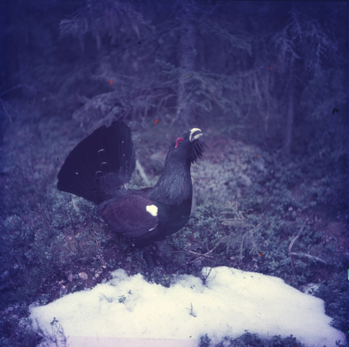 En tjädertupp spelar bland snöfläckarna i skogen.