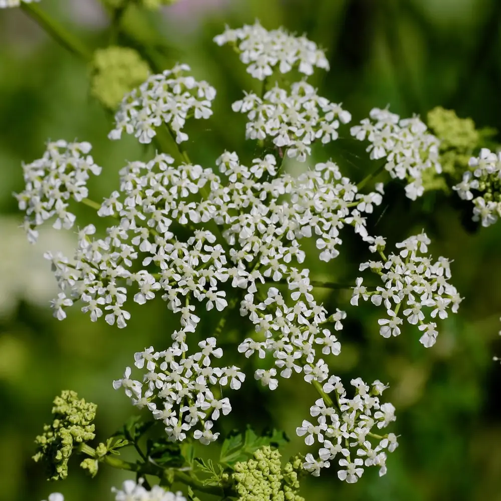 Giftkjeksen har mange bittesmå, hvite blomster som vokser i flat klase øverst på stilken.