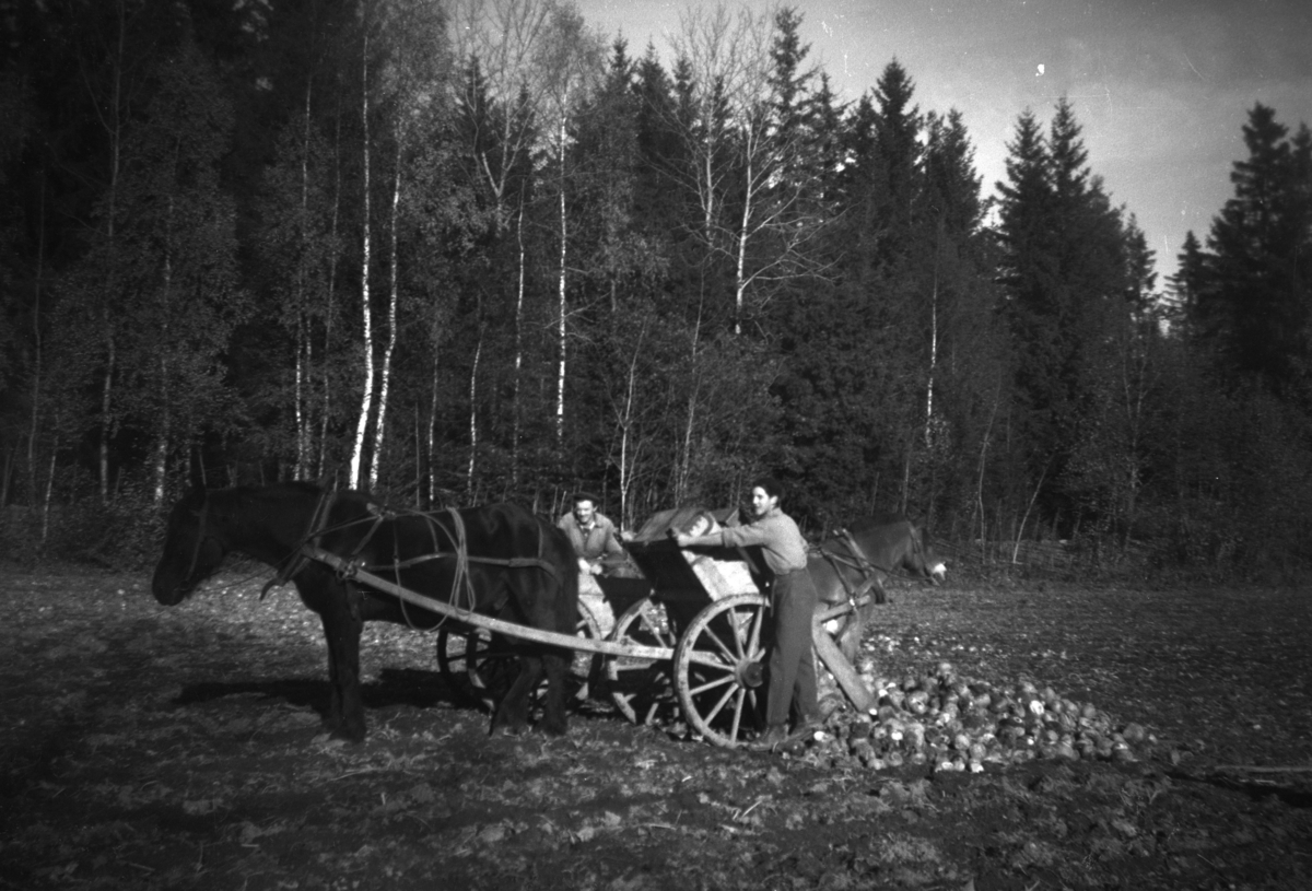 Høsting av kålrot, Åstad gard?, Ring, ukjente gardsarbeidere. Hest