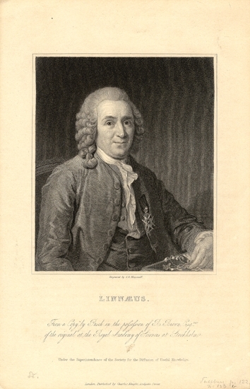Porträtt av Carl von Linné (1707-1778) 
Kopparstick av C.E. Wagstaff, efter kopia av L. Pasch.