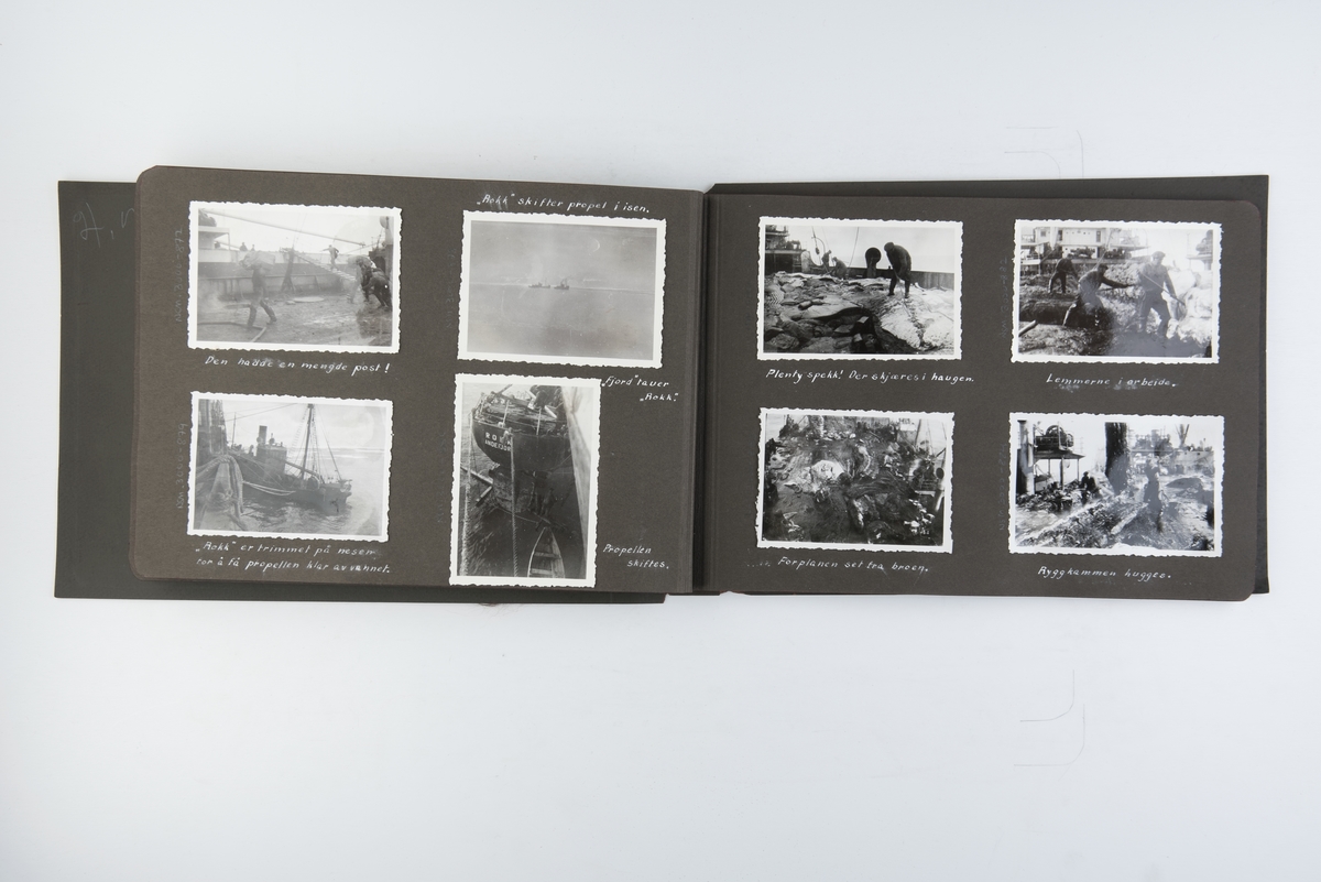 Fotoalbum med 25 fotografier fra hvalfangst og partering av hval. Fotografert i 1933-34 ombord i Fl/K Vestfold.