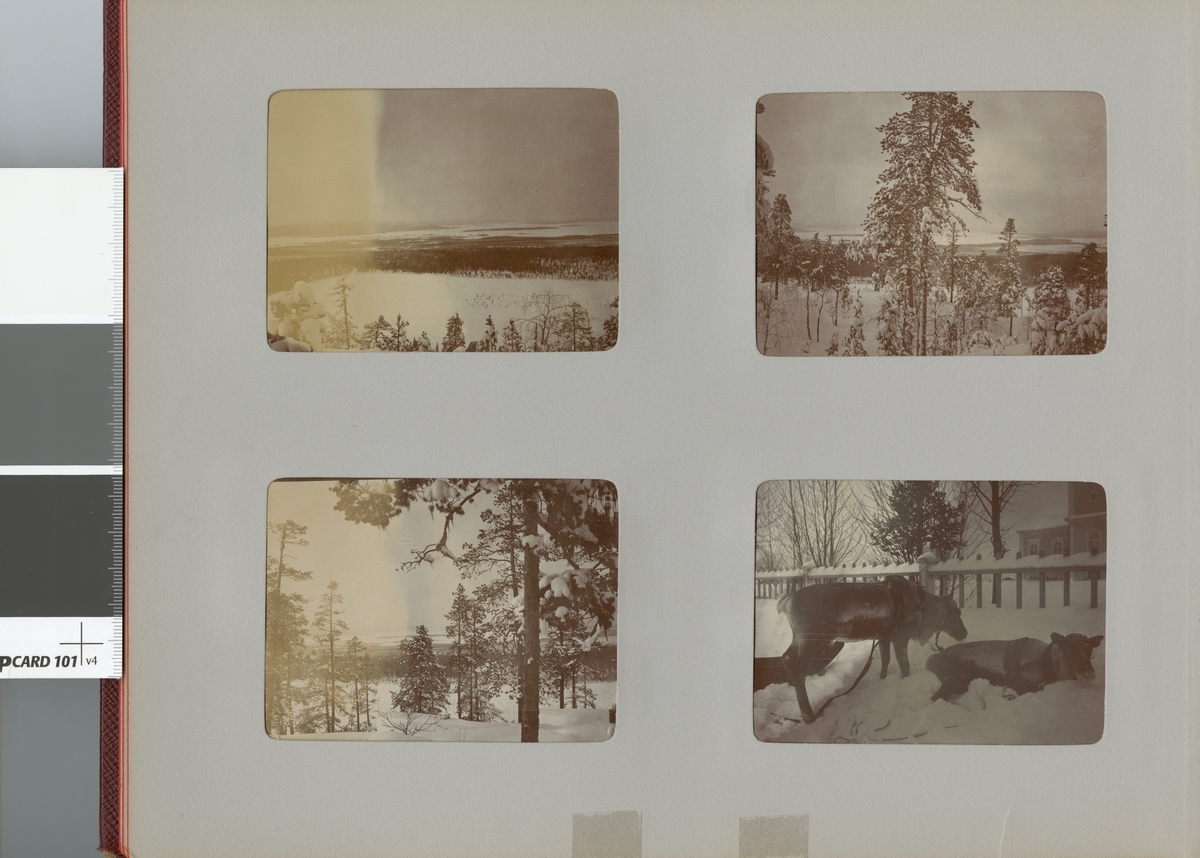 Renar i vinterlandskap, Smålands husarregemente K 4 på vinterövning i Norrbotten omkring 1910.