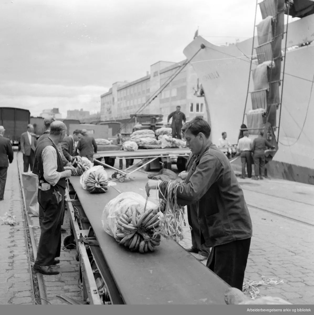 Havna. Bryggearbeidere, lasting og lossing. Lossing av bananer på samlebånd. Juli 1957.